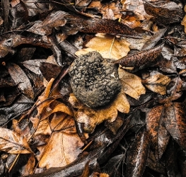 Autumn truffle hunting in Hungary